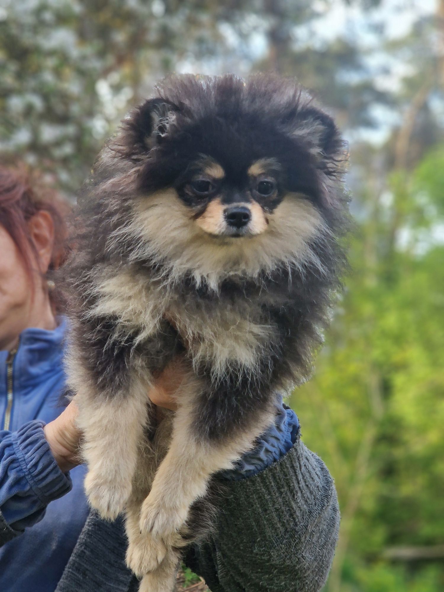 pomeranian cudowna maleńka księżniczka