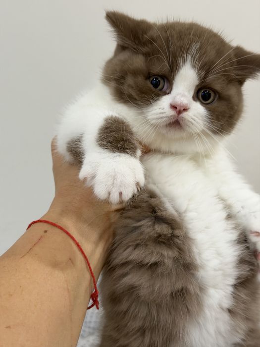 Macho British Shorthair com LOP
