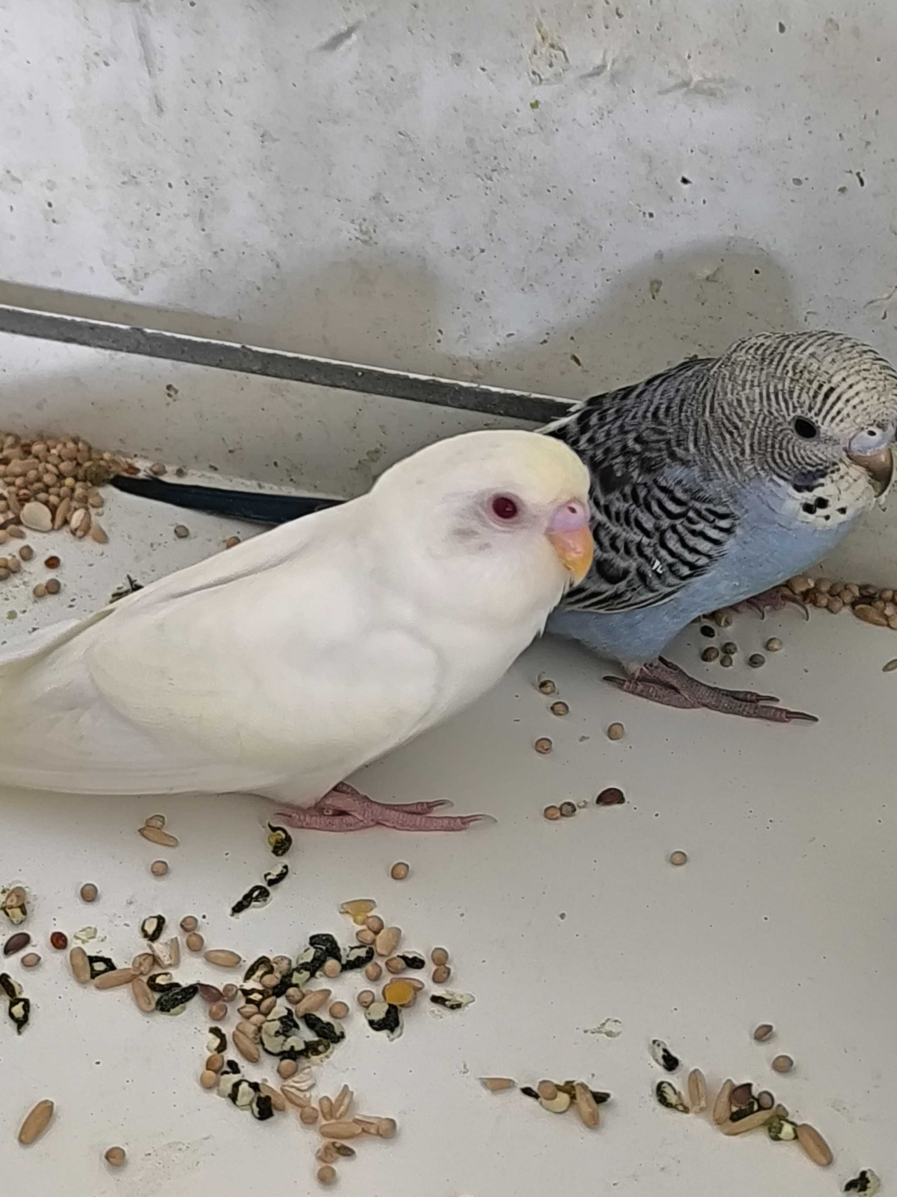 Periquitos Australianos