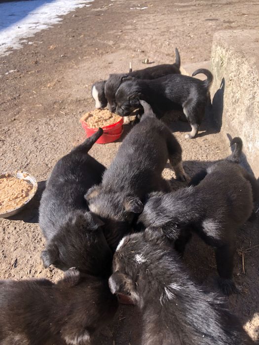 Цуцики шукають нову домівку