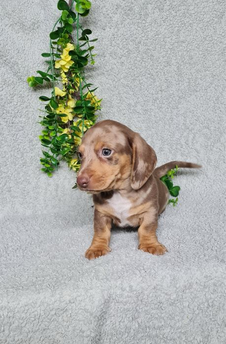 Estupendo Teckel choco arlequim de Qualidade