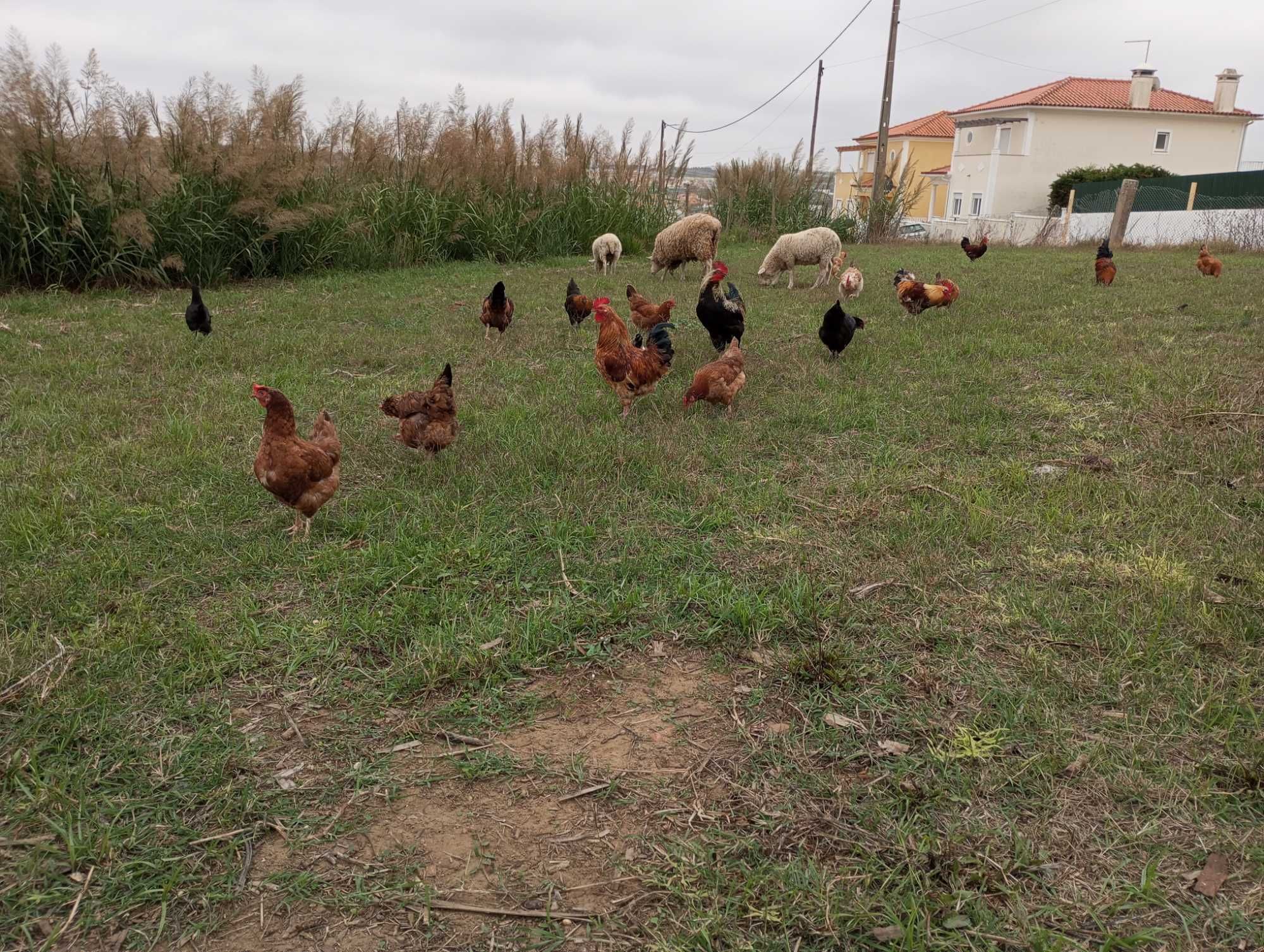 Jersey gigante negro/castanhas ISA Brown/ wyandott / Rhode island red.