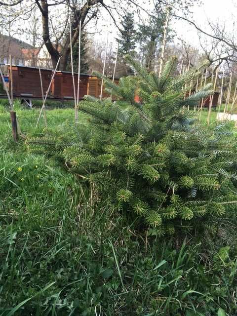 Drzewka do ogrodu  jodła koreańska