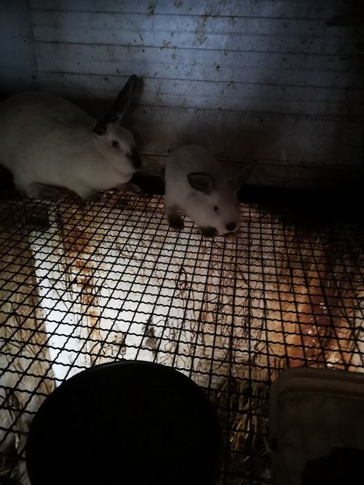 Coelhos raça California