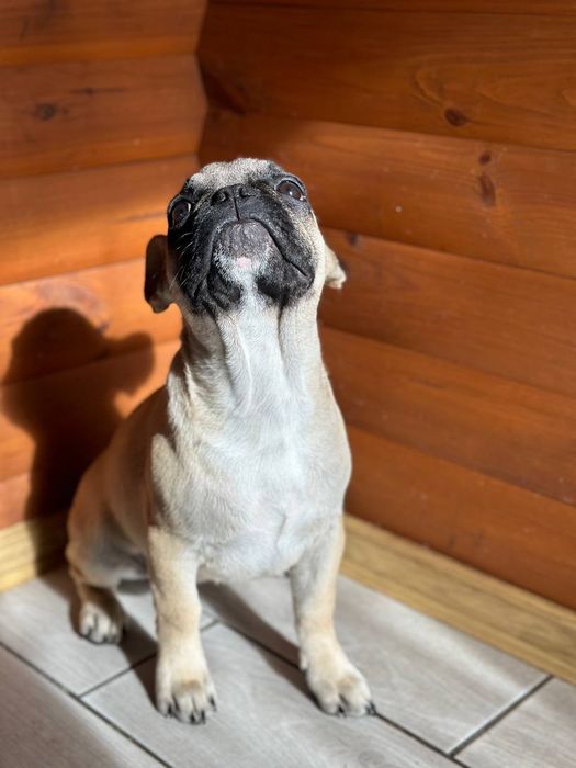 Сестрички француженкі.