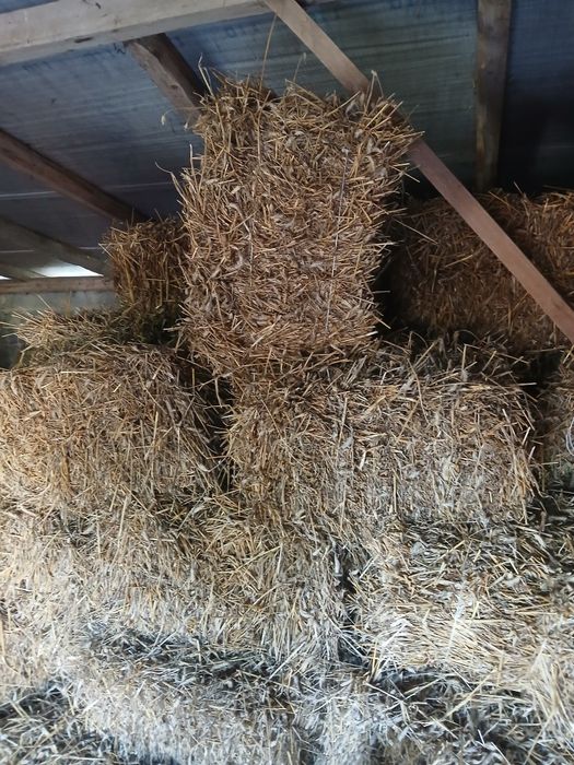 Sprzedam słome w kostkach