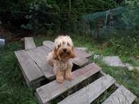 Cockapoo F1 b mini 11 miesięcy wychowana sunia
