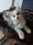 Piękna szylkretka Maine coon