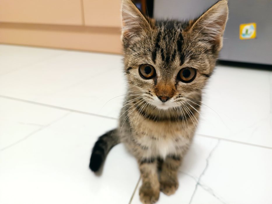 Oddam kotkę w dobre ręce