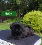 ShihTzu dziewczynka Holly