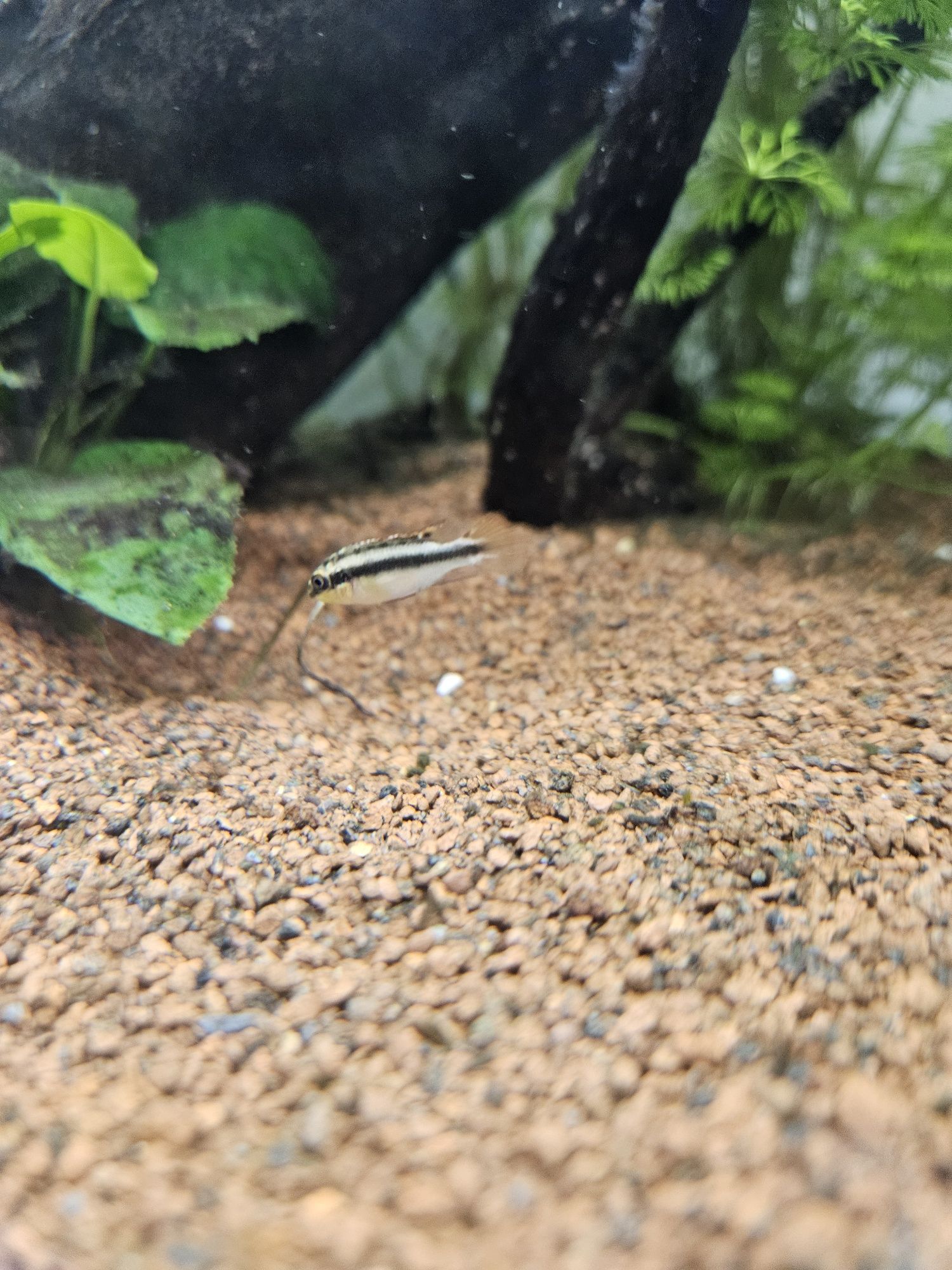 Kribensis diferentes tamanhos