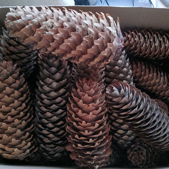 Szyszki świerkowe i sosnowe