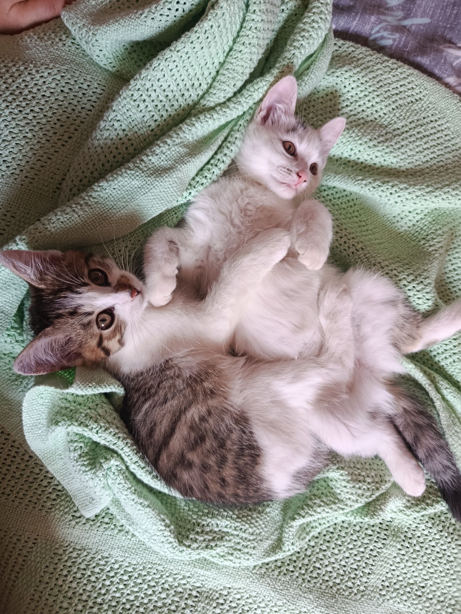 Кошенята в добрі руки 2,5міс