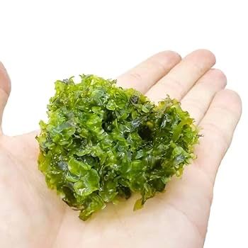Musgo Pellia - Monosolenium tenerum