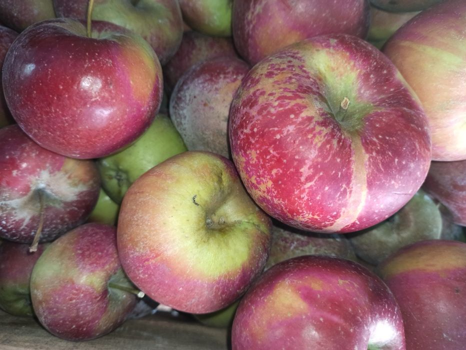 Продам сортові яблука та груші з власного саду.