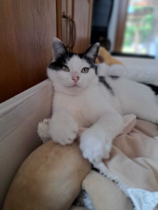 Kocurek szuka kochającego domu