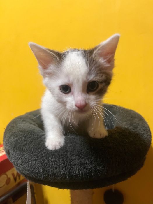 kotki do adopcji
