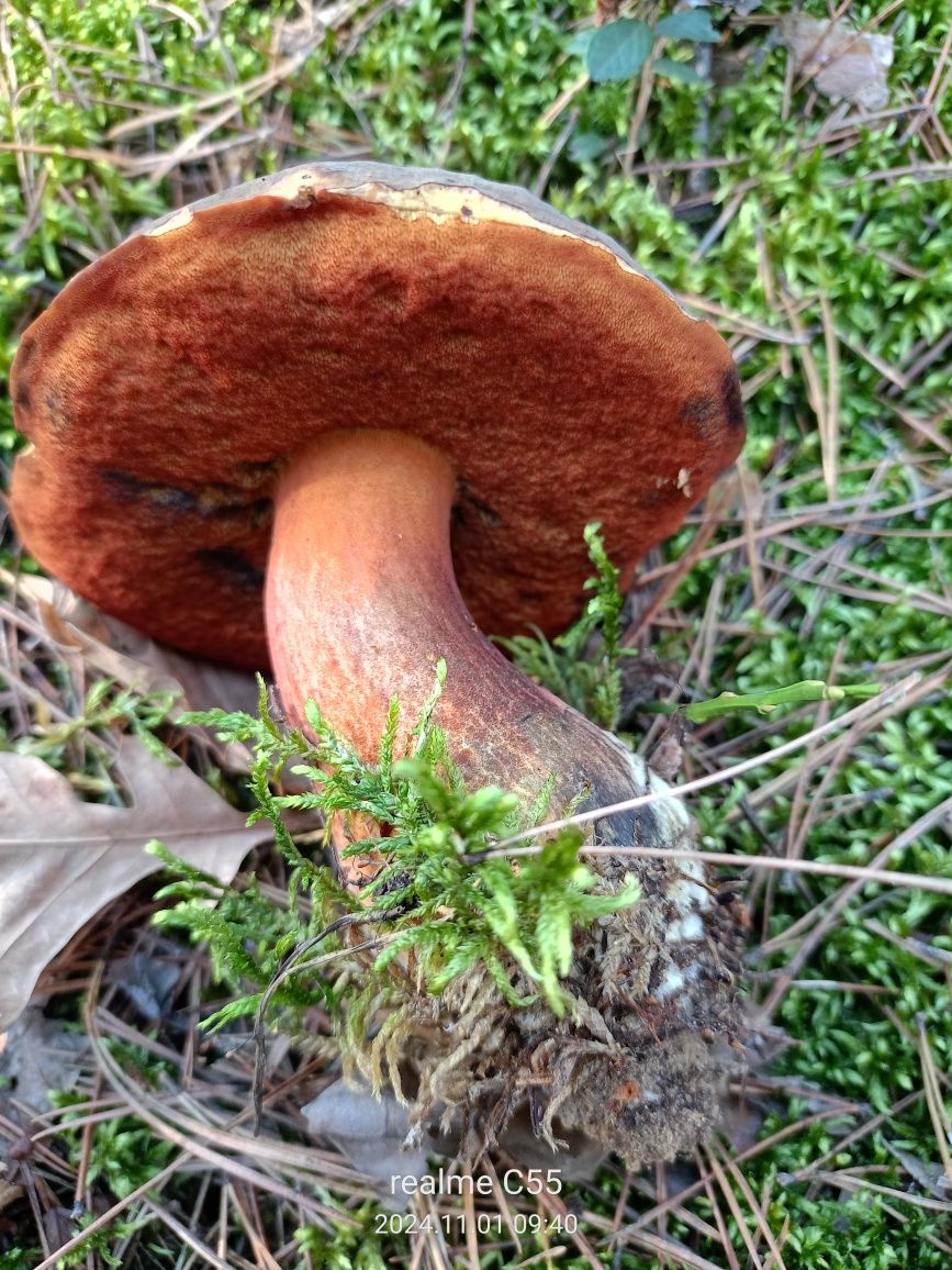 Borowik ceglastopory suszony 60 dkg