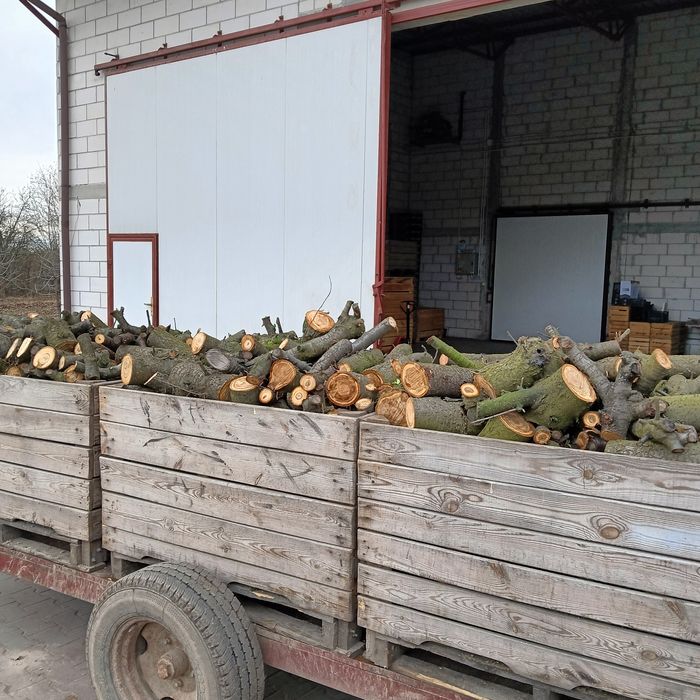 Drzewo wiśniowe -- świeże, do wędzenia