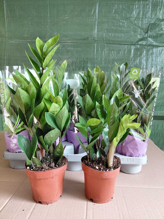 Zamioculcas zamiifolia, Zamiokulkas 40cm WYSYŁKA