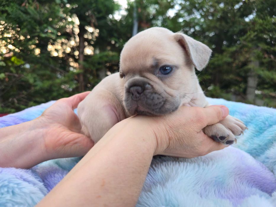 Bulldogue Francês . Top qualidade