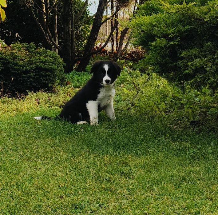 Border collie pies