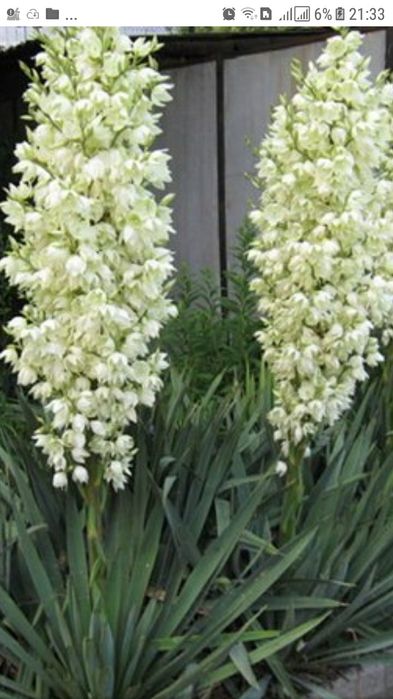 Продам юкку. Юка. Юкка садовая. Піон. Півонія. Піон деревовидний.