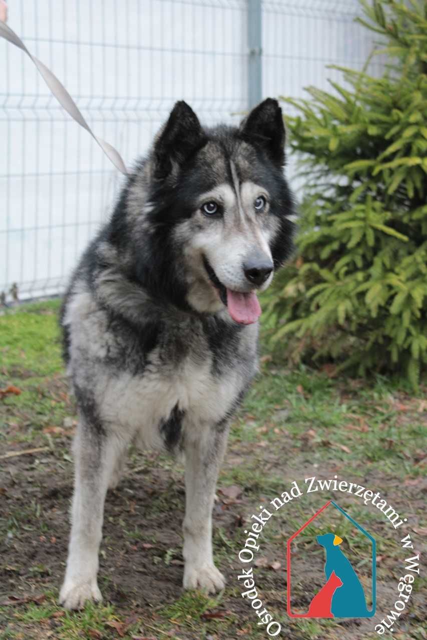 Piesek Tero w typie husky szuka domu!