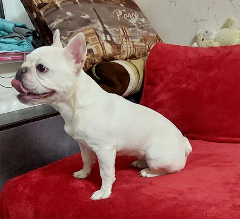 Платинова франечка