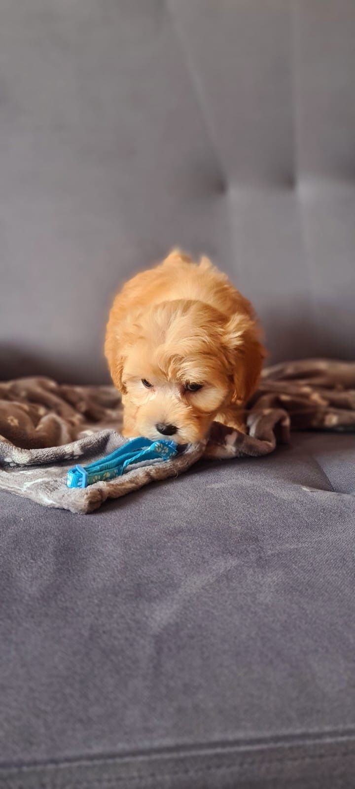 Śliczny piesek Maltipoo