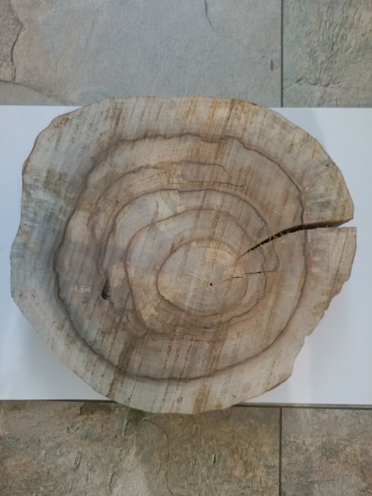 Plaster drewna orzecha