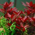 Ludwigia repens rubin