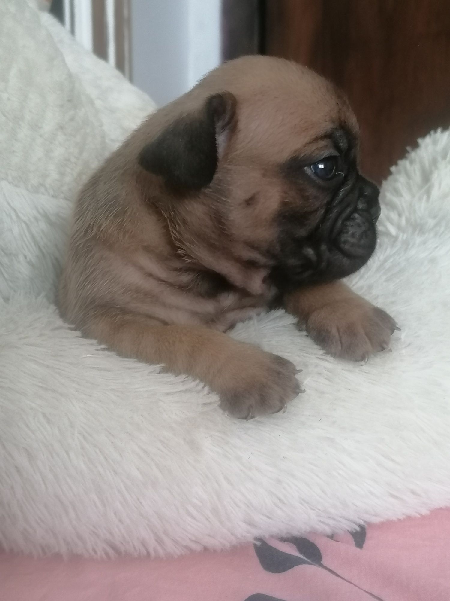 Bulldog francês excelente