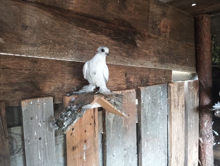 Golebie ozdobne łapciate