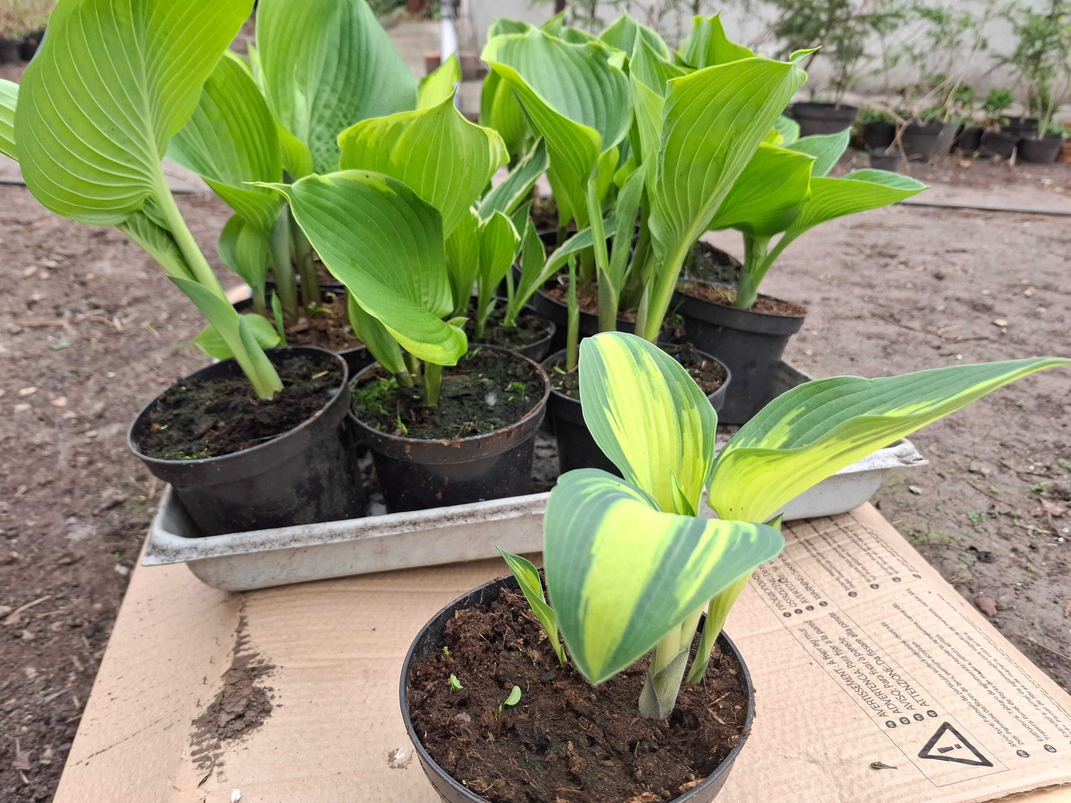 Funkia, Hosta różne rodzaje, hortensja ogrodowa i bukietowa.