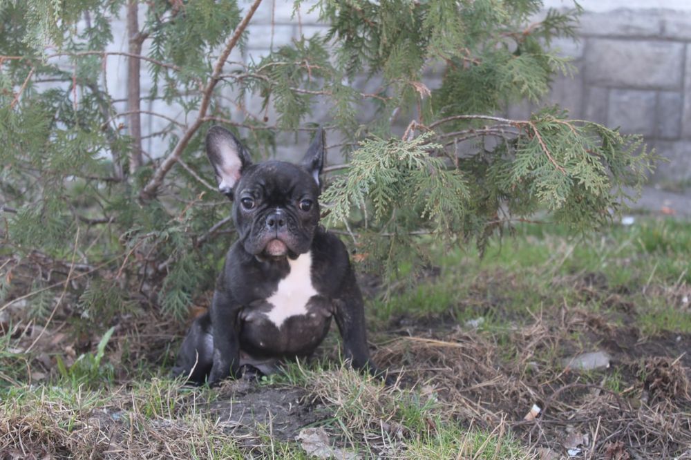 Французики генні карапузики