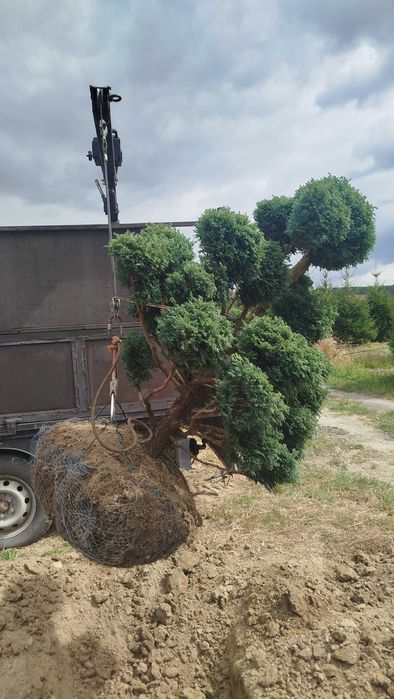 Bonsai, Niwaki Cyprysik groszkowy Boulevard