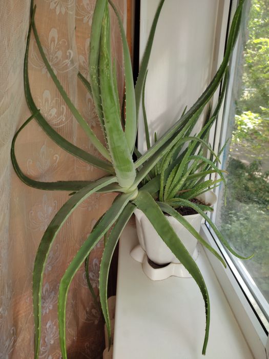 Алоэ комнатное лечебное растение
Растение