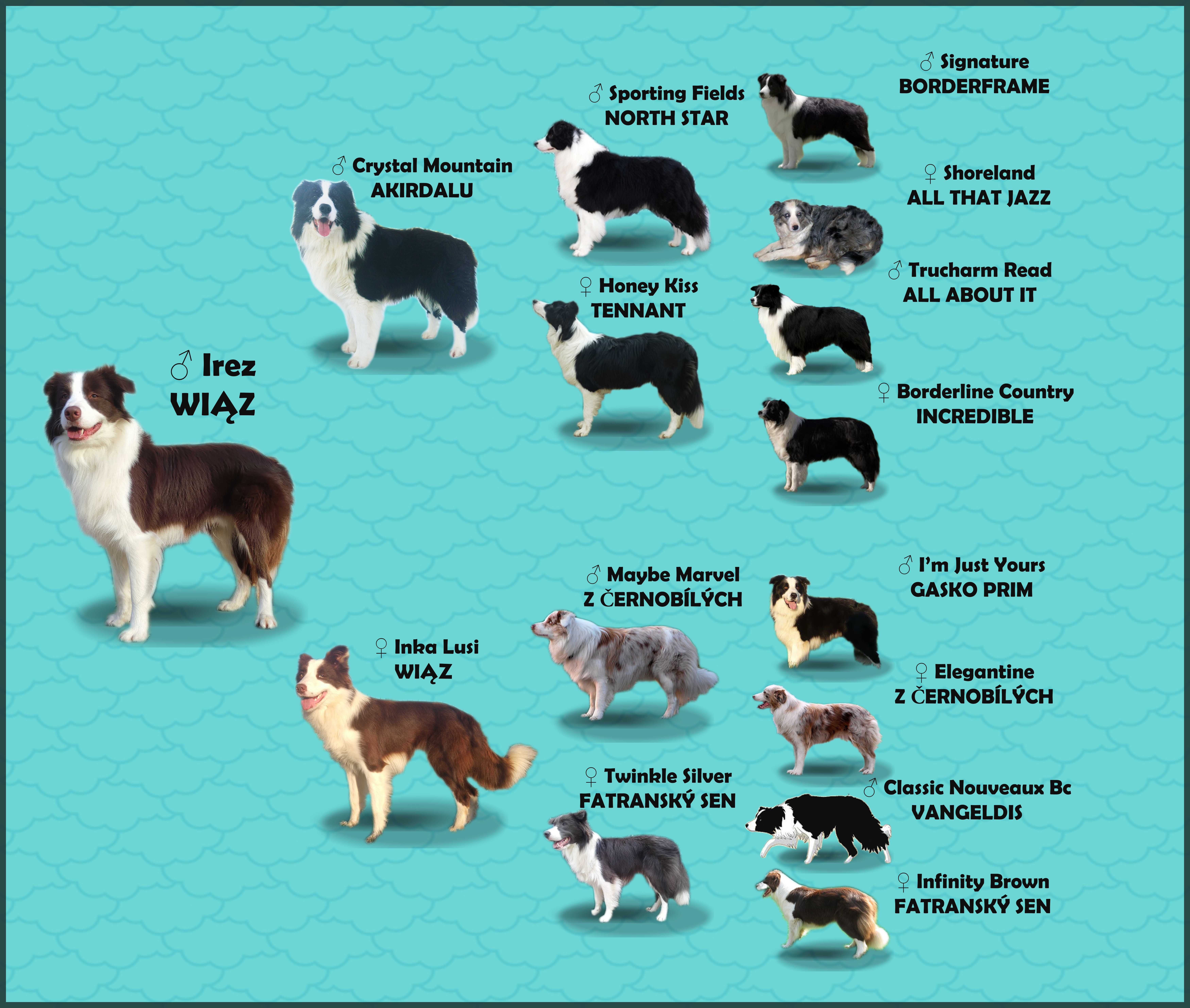 Border Collie - Rasowy pies maści ee-red, komplet dok.