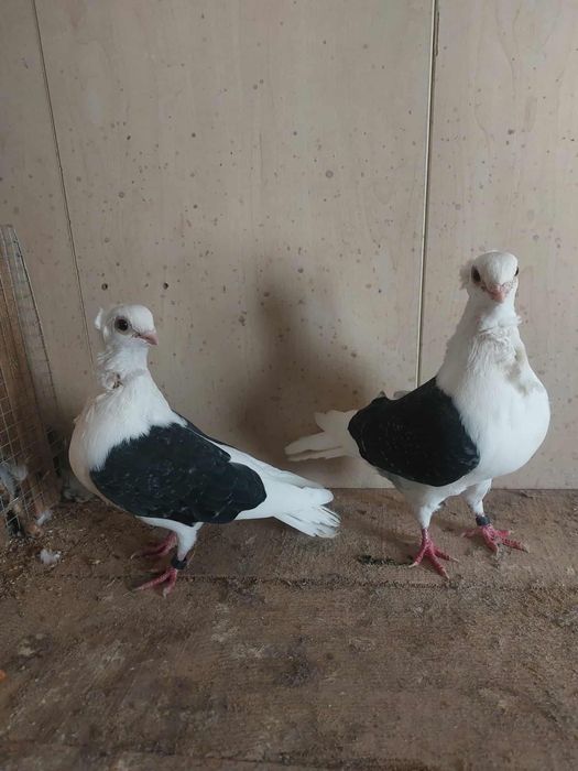 Golebie ozdobne mewki