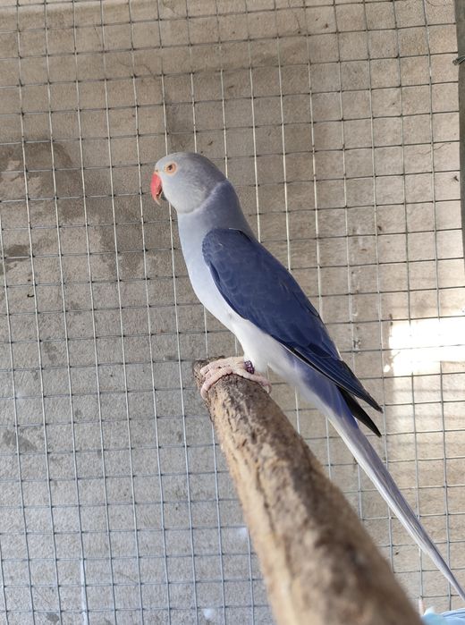 Ring neck fêmea violeta cc adulta