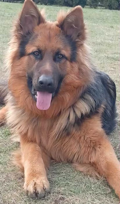 Owczarki niemieckie długowłose !!