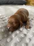 Cavapoo Samiec F1