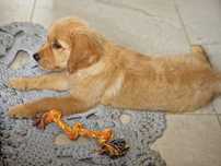 Golden retriever Rudy Samiec 12 tyg możliwość wyr paszportu