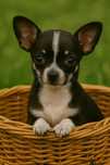 Chihuahua chłopczyk z rodowodem szuka domku..