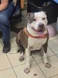 Amstaff Kodi szuka domu