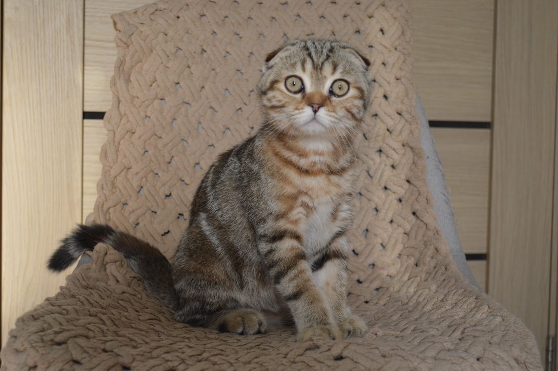 Породистые Котята вислоухие висловухі шотландські кошенята породисті