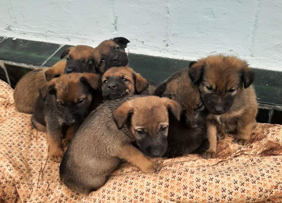 Цуценята в добрі руки