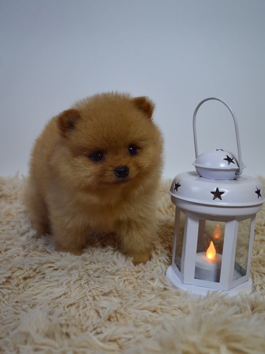 Чудові міні шпіцулі