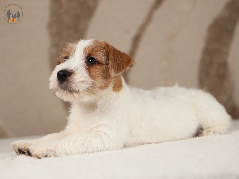Jack Russell Terrier ZKwP FCI rezerwacja
